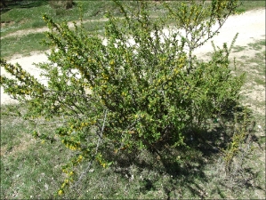 thumbs Berberis hispanica3 Berberis vulgaris (Agracejo, arlo)